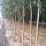 山东柳树苗，柳树苗，山东垂柳苗，200亩苗圃直供