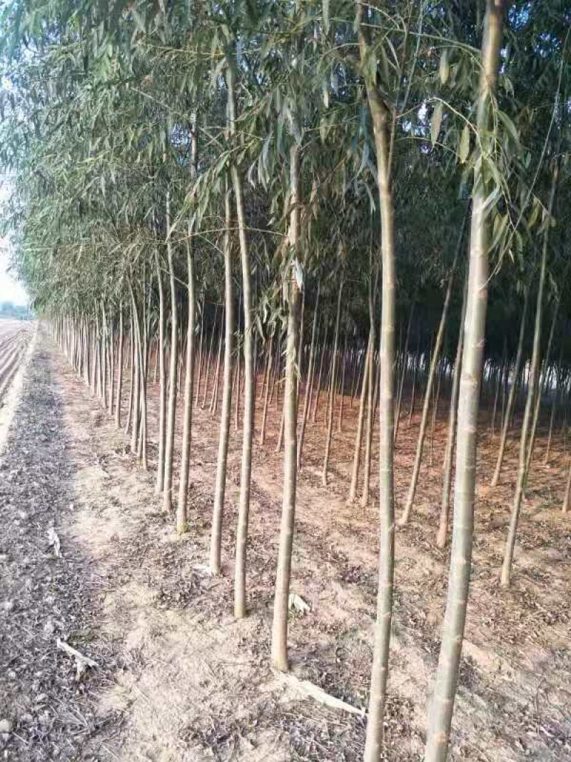 山东柳树苗，柳树苗，山东垂柳苗，200亩苗圃直供