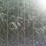 山东柳树苗，柳树苗，山东垂柳苗，200亩苗圃直供