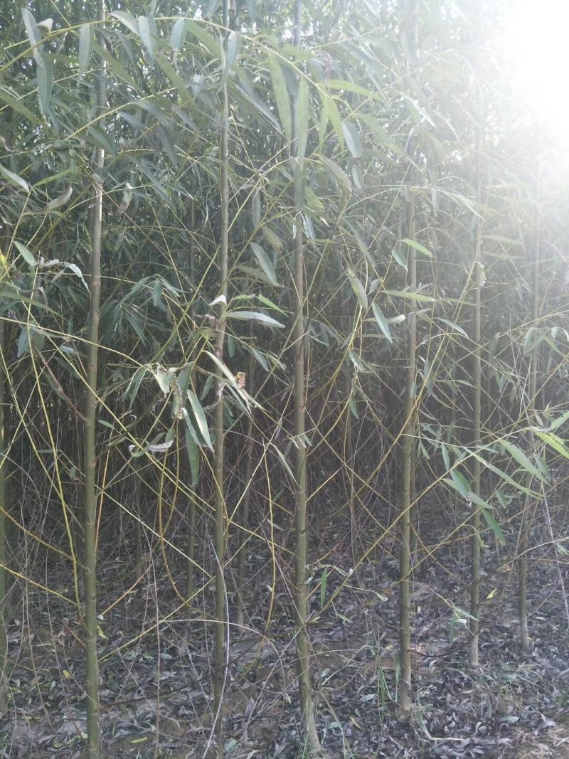 山东柳树苗，柳树苗，山东垂柳苗，200亩苗圃直供
