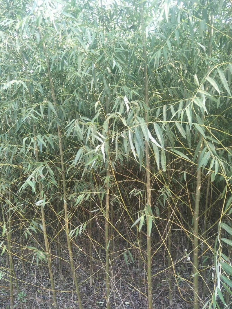 山东柳树苗，柳树苗，山东垂柳苗，200亩苗圃直供