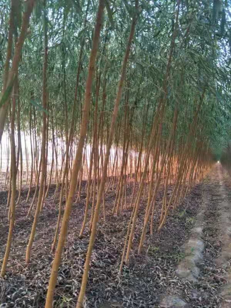 山东柳树苗，柳树苗，山东垂柳苗，200亩苗圃直供