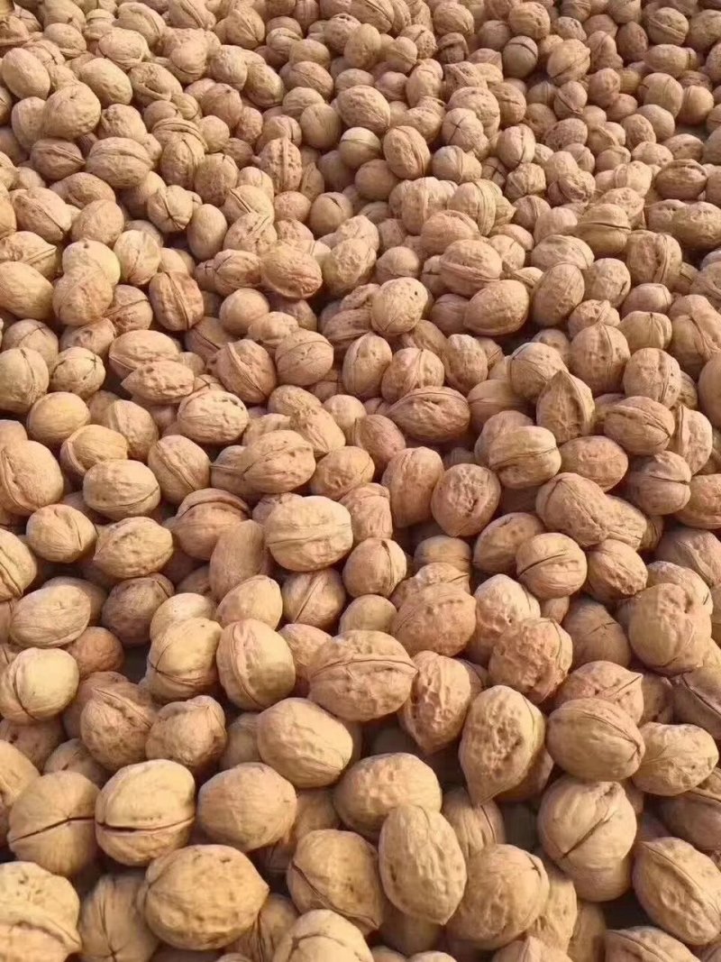 新疆薄皮核桃