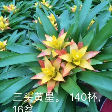 小黄星