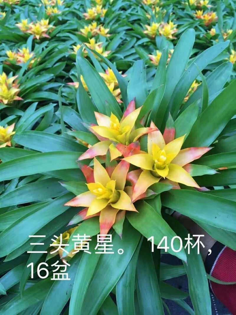 小黄星