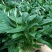 白掌