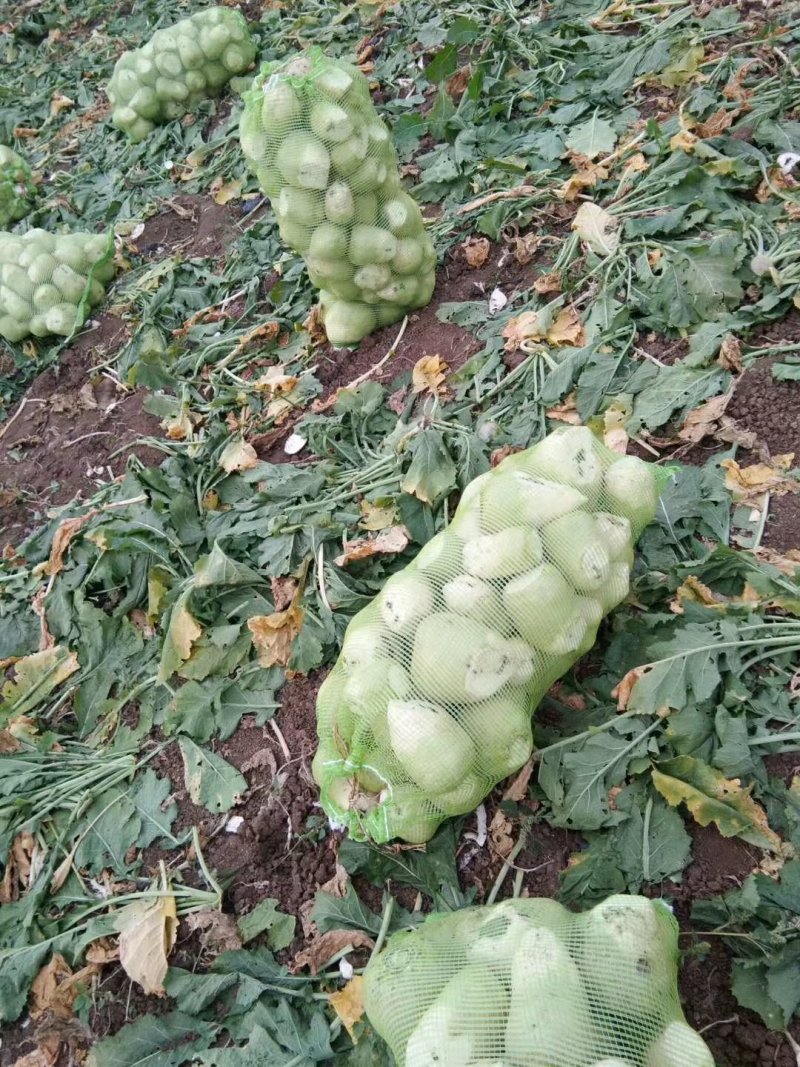 辽宁凌海芥菜大量上市，欢迎各地老板前来我地区采购！