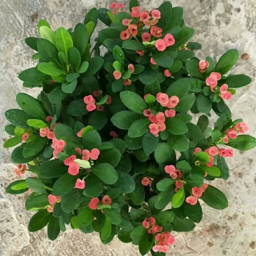 铁海棠
