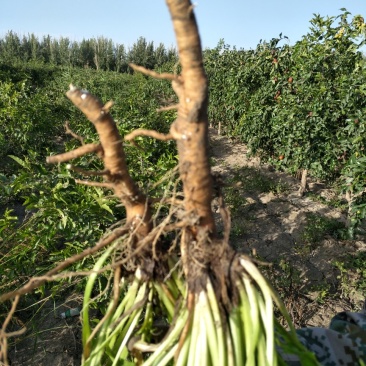 野生蒲公英茶