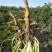 野生蒲公英茶