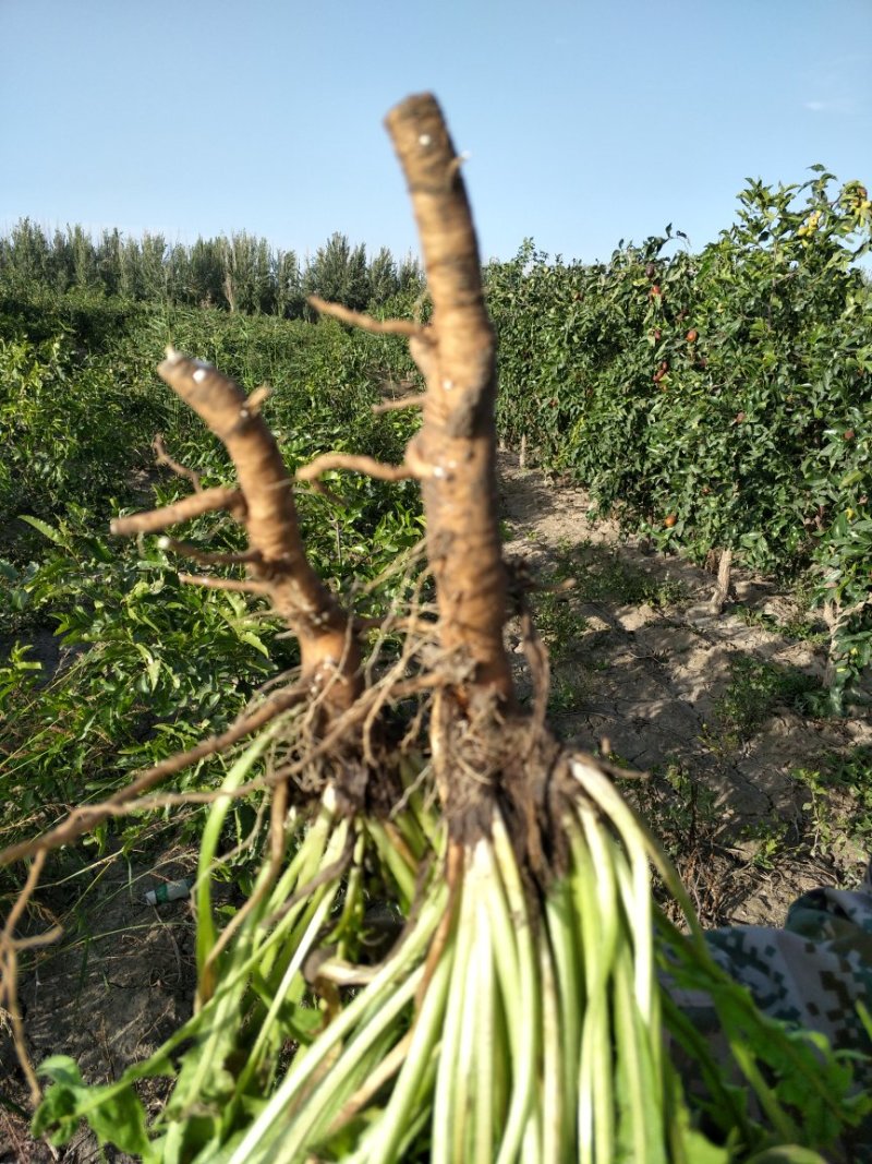 野生蒲公英茶