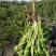 野生蒲公英茶