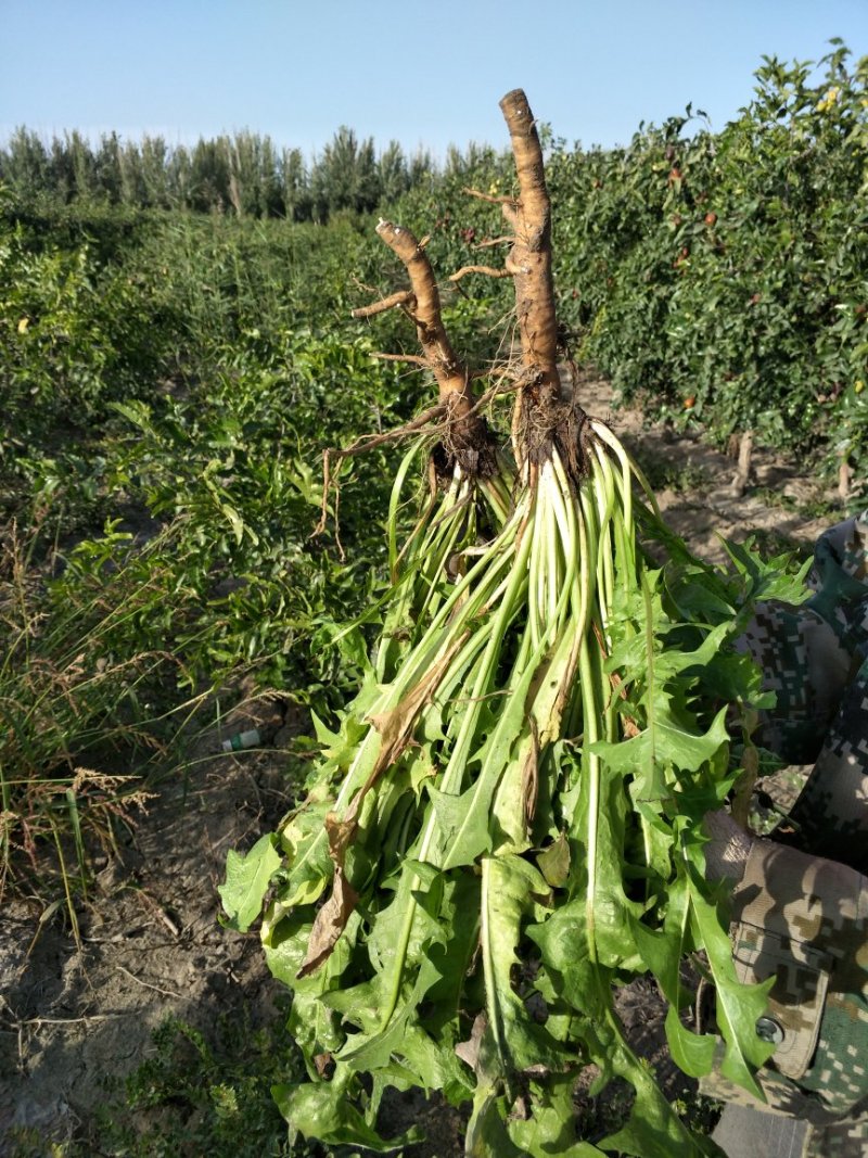 野生蒲公英茶