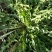 野生蒲公英茶