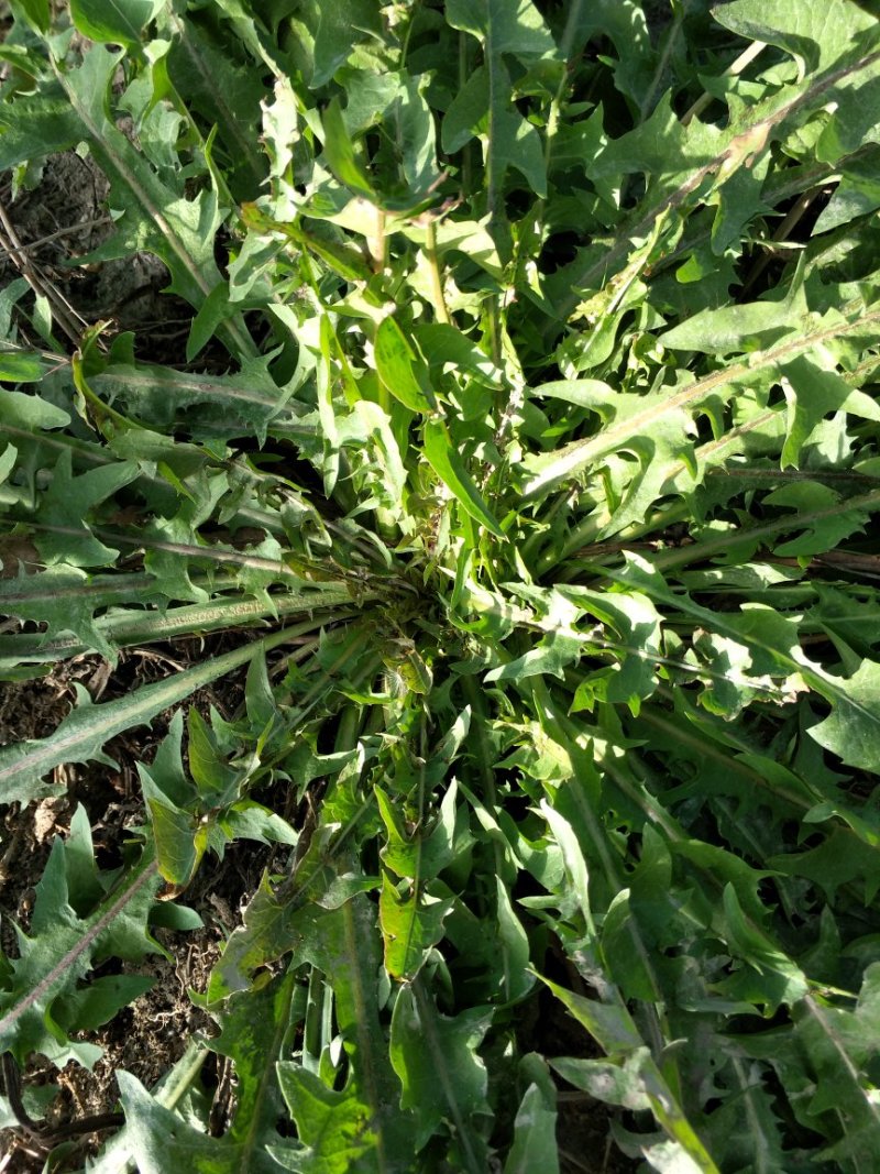 野生蒲公英茶