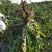 野生蒲公英茶