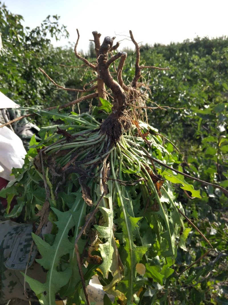 野生蒲公英茶