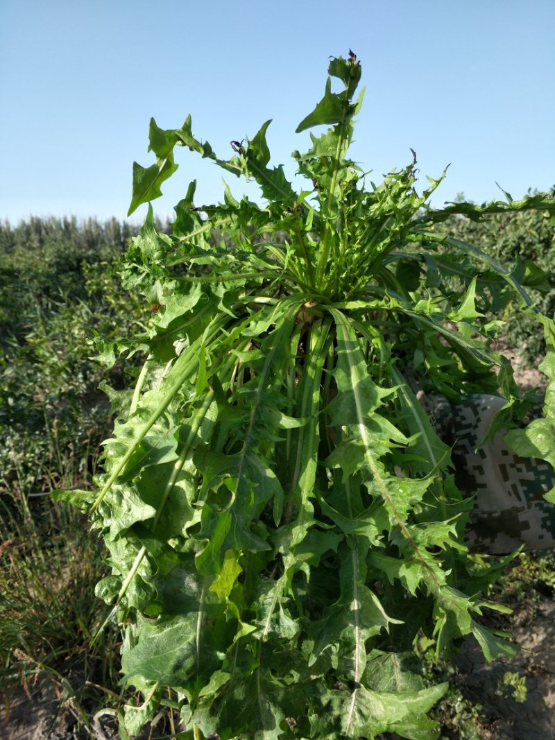 野生蒲公英茶