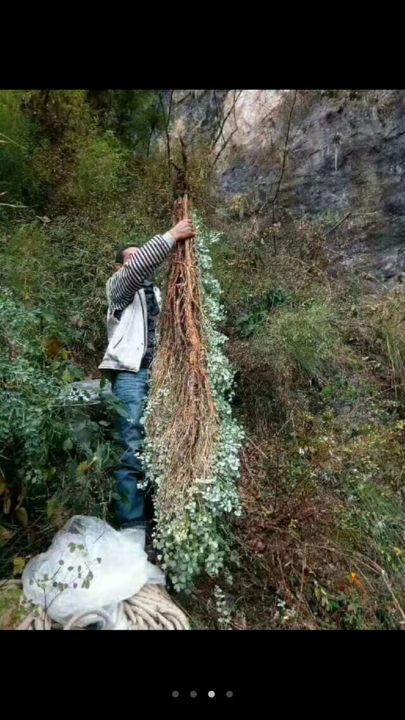 岩黄连，纯野生，统货价格质优价廉