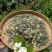 峨眉茉莉九窨【春竹】，支持代发