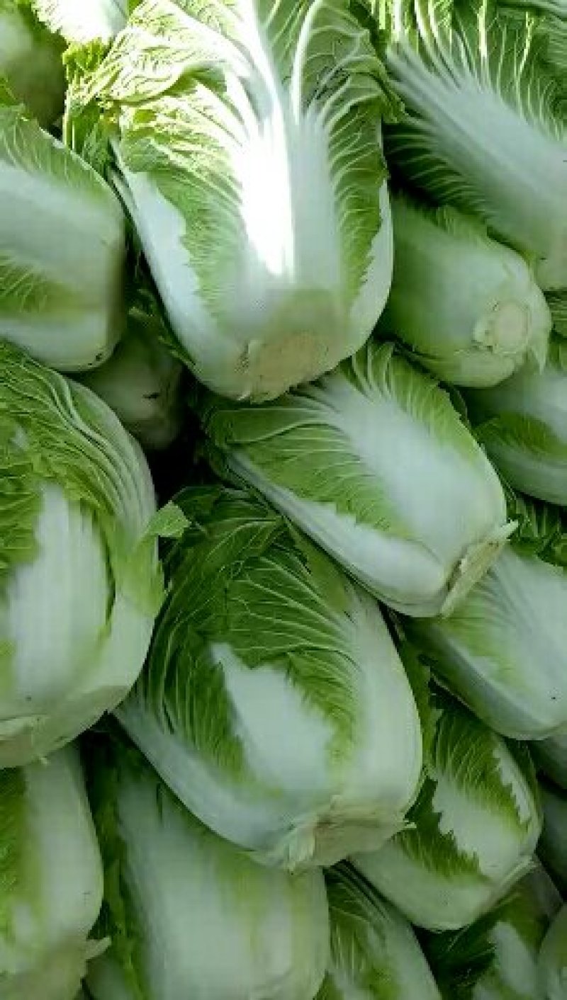大白菜