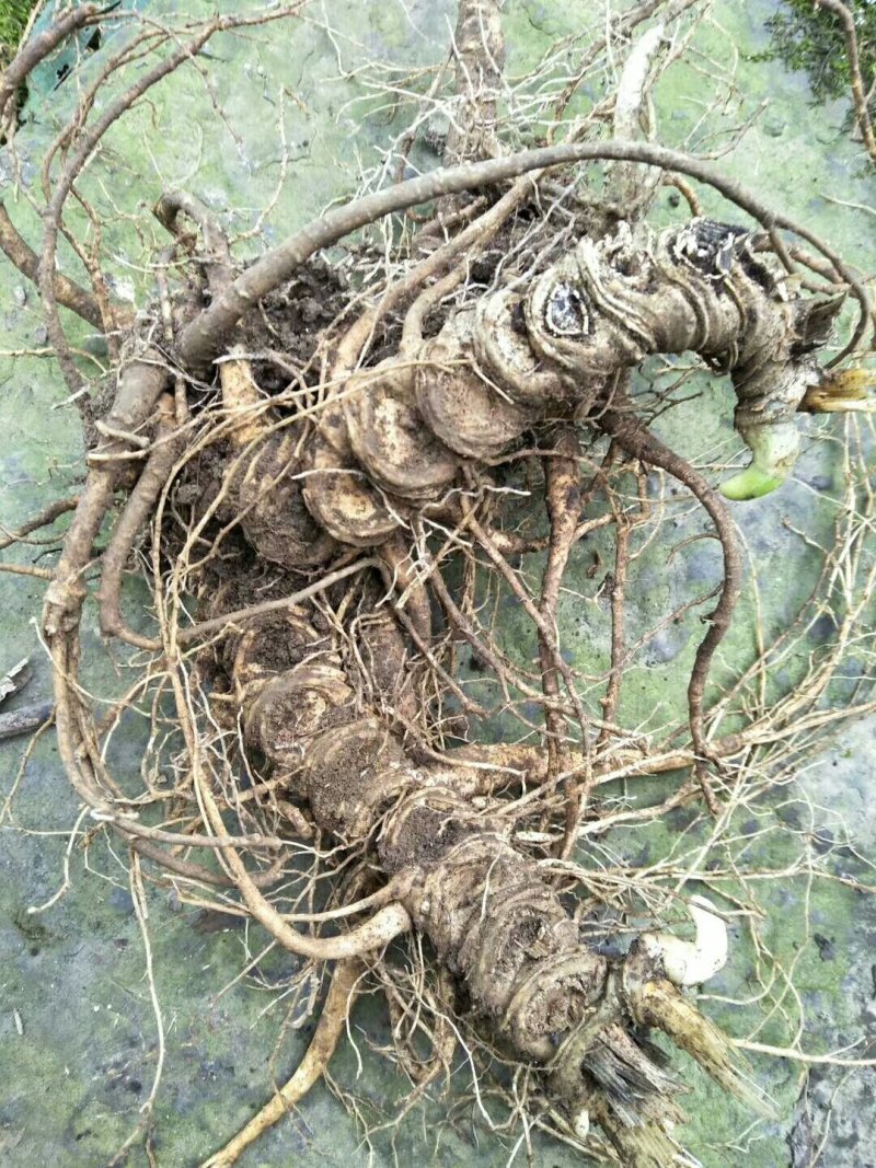 中药材原生三七白根茎个头大，颜色多样，黄紫色都有，手工采摘