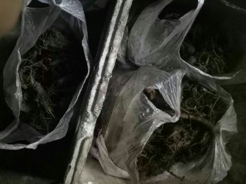 中药材原生三七白根茎个头大，颜色多样，黄紫色都有，手工采摘