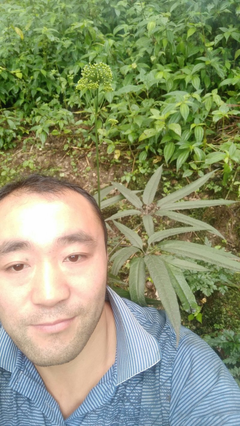 中药材原生三七白根茎个头大，颜色多样，黄紫色都有，手工采摘