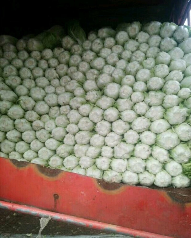 白菜让你看看什么叫白菜价