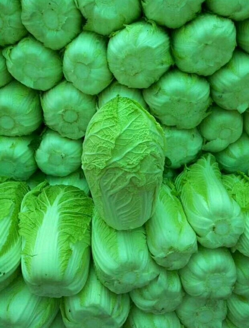 白菜让你看看什么叫白菜价