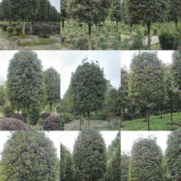 桂花树