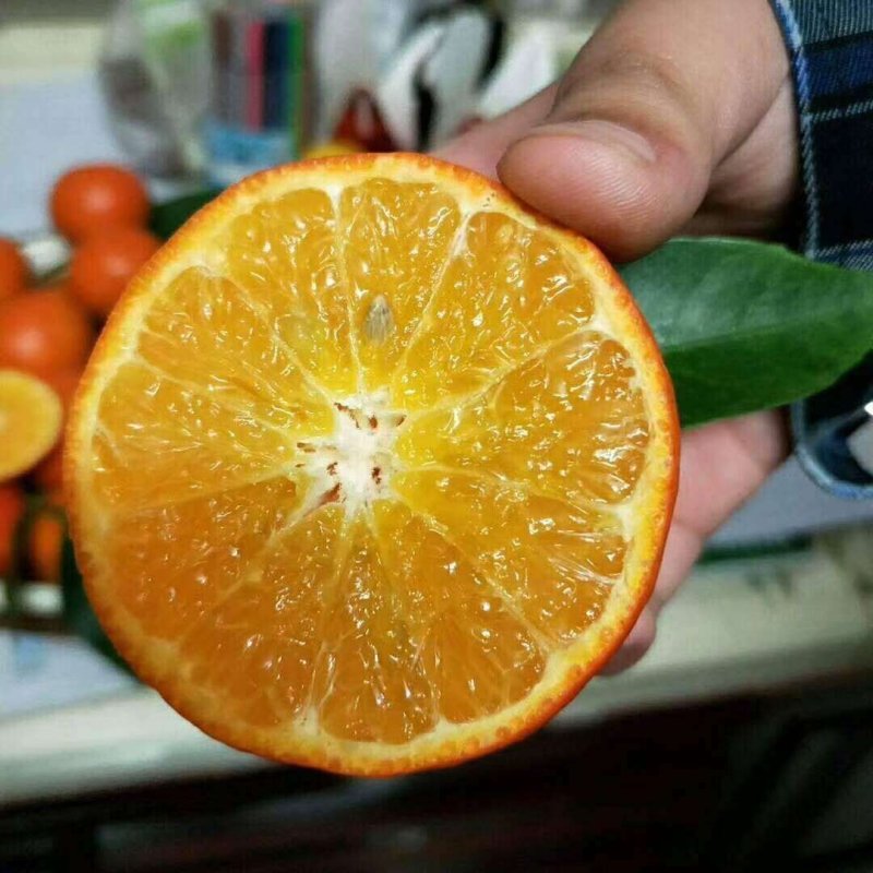 美国糖橘苗