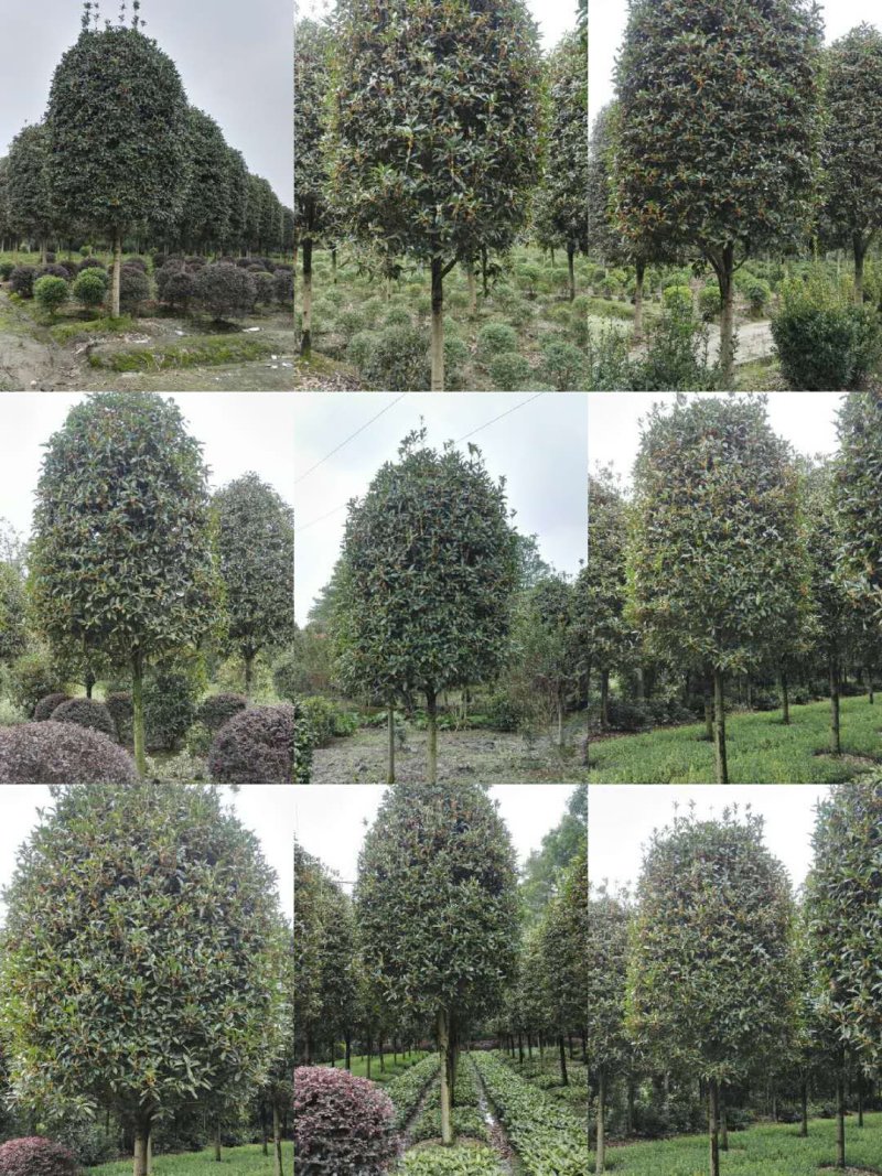 桂花树