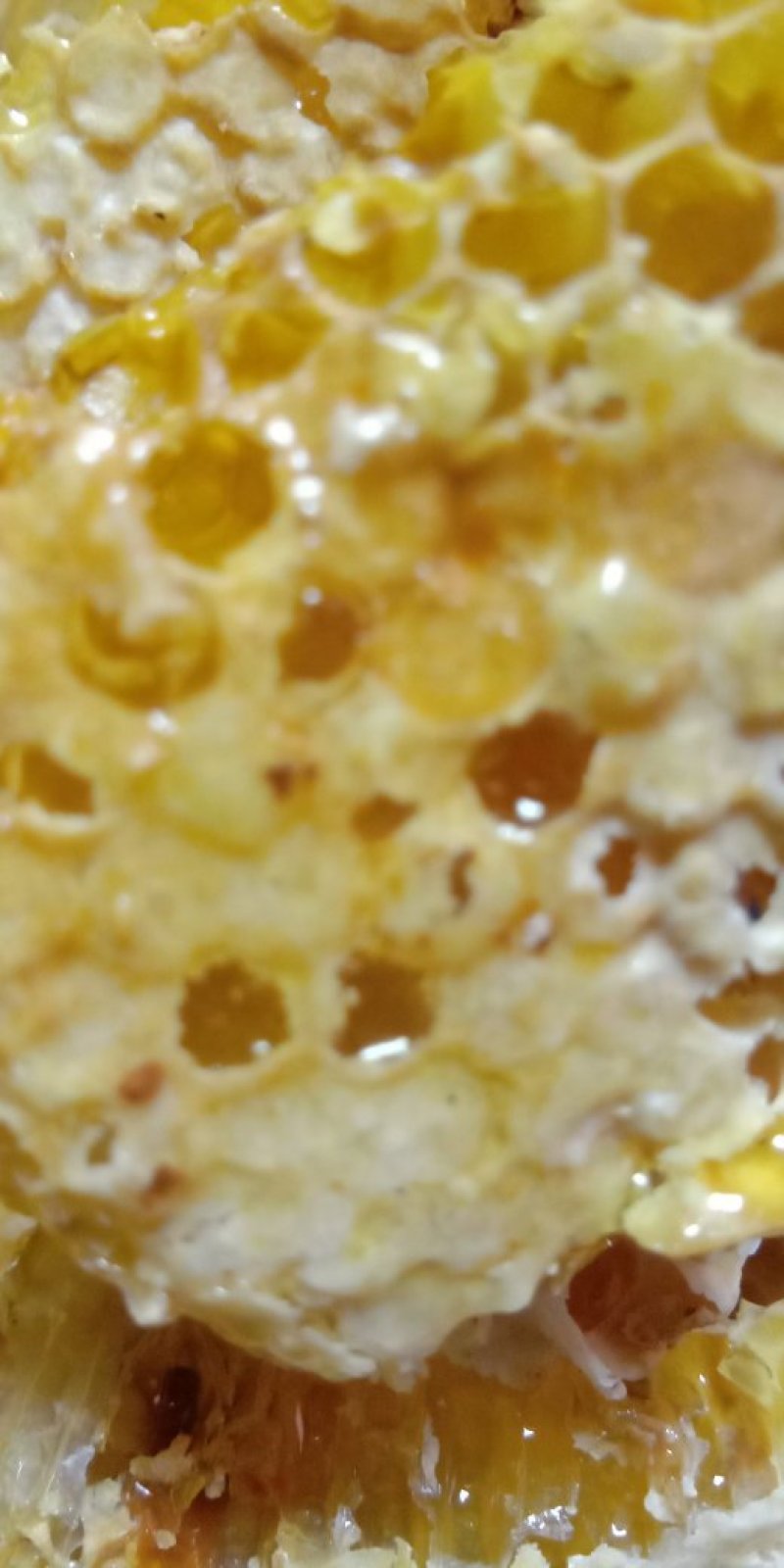 纯野生蜂蜜，蜂群出售