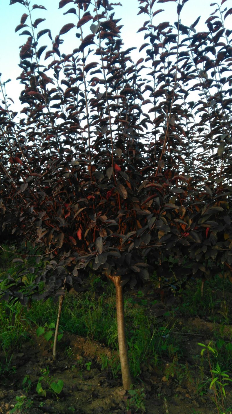 紫叶矮樱