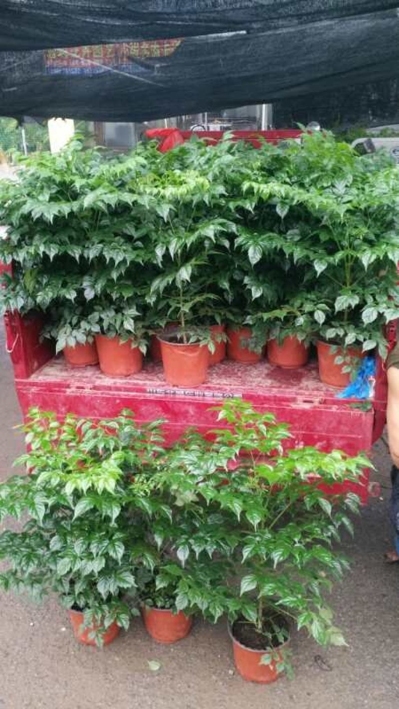 长寿花花色全花苞多花期长好管理质量保证发货及时价格合理