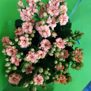 长寿花花色全花苞多花期长好管理质量保证发货及时价格合理