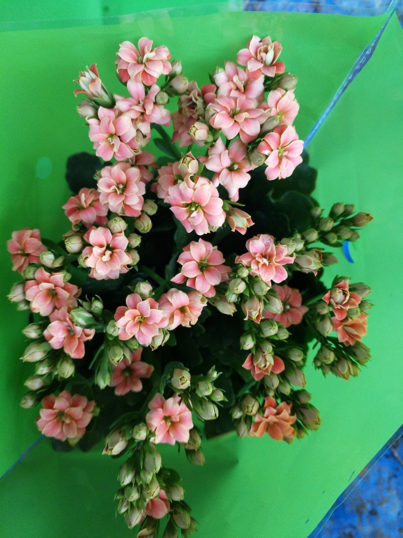 长寿花花色全花苞多花期长好管理质量保证发货及时价格合理