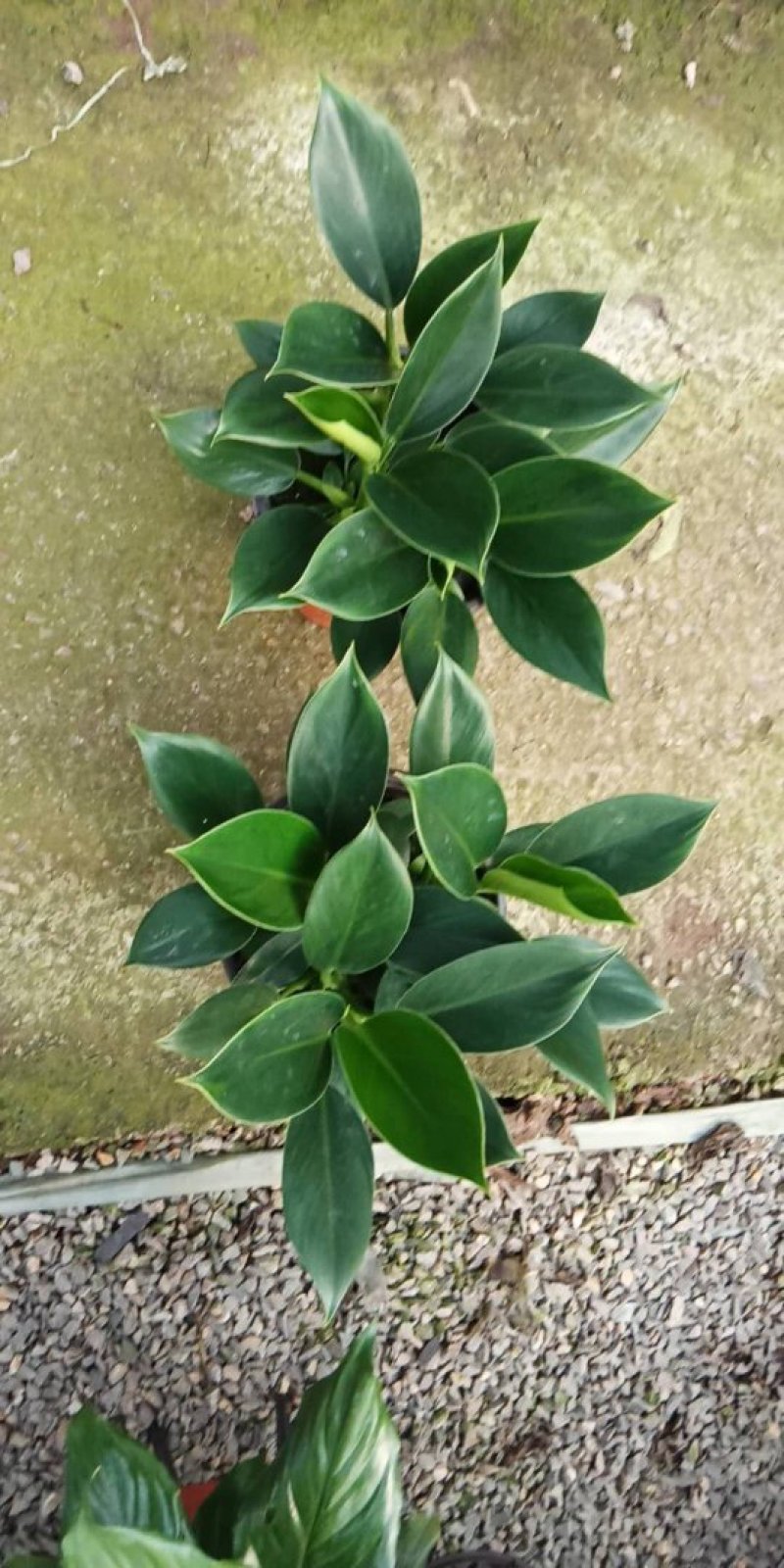 长寿花花色全花苞多花期长好管理质量保证发货及时价格合理
