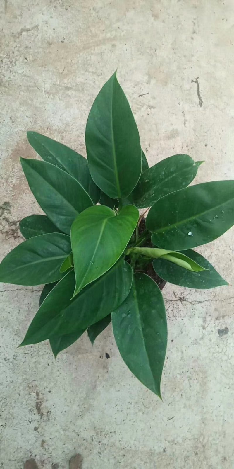 长寿花花色全花苞多花期长好管理质量保证发货及时价格合理