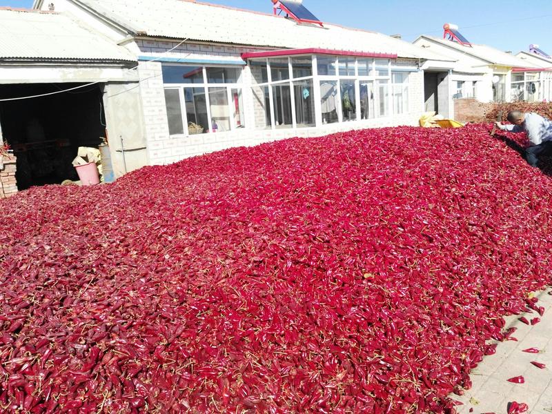 大量供应北京红辣椒干