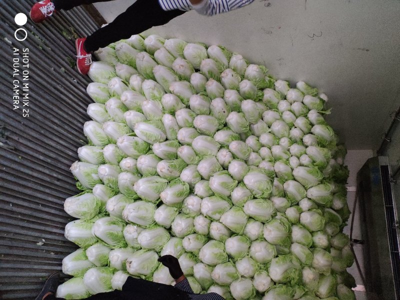 通许夏阳白菜大量上市质量好协助调车