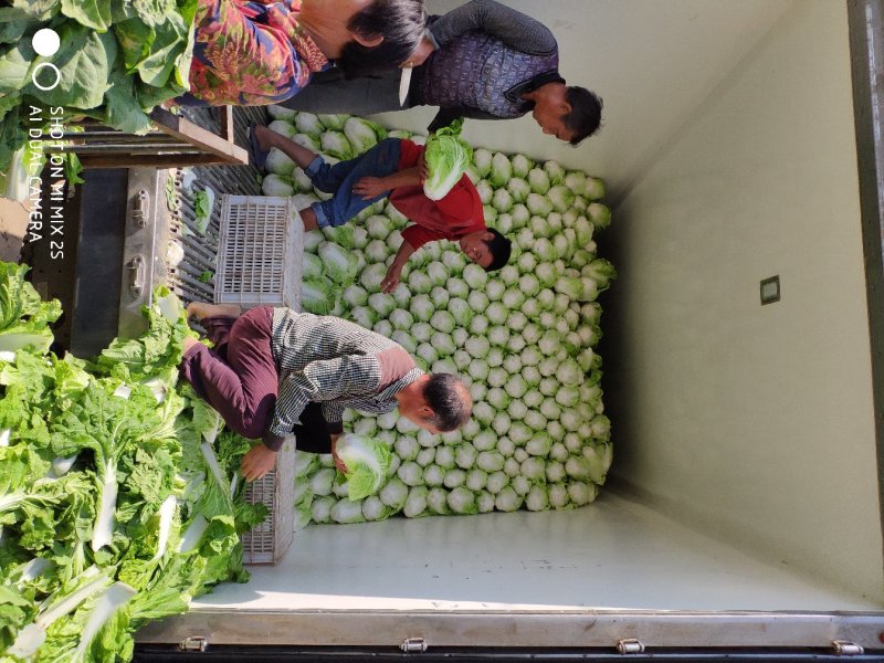 通许夏阳白菜大量上市质量好协助调车