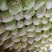 通许夏阳白菜大量上市质量好协助调车