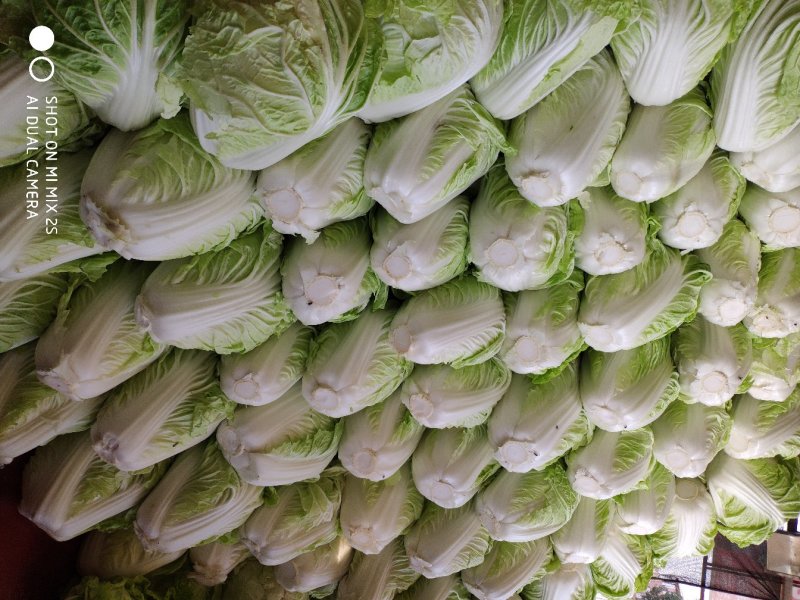 通许夏阳白菜大量上市质量好协助调车