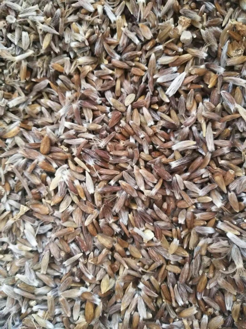 赤峰道地苍术籽野生移栽苍术朱砂素含量很高，出苗率95以上