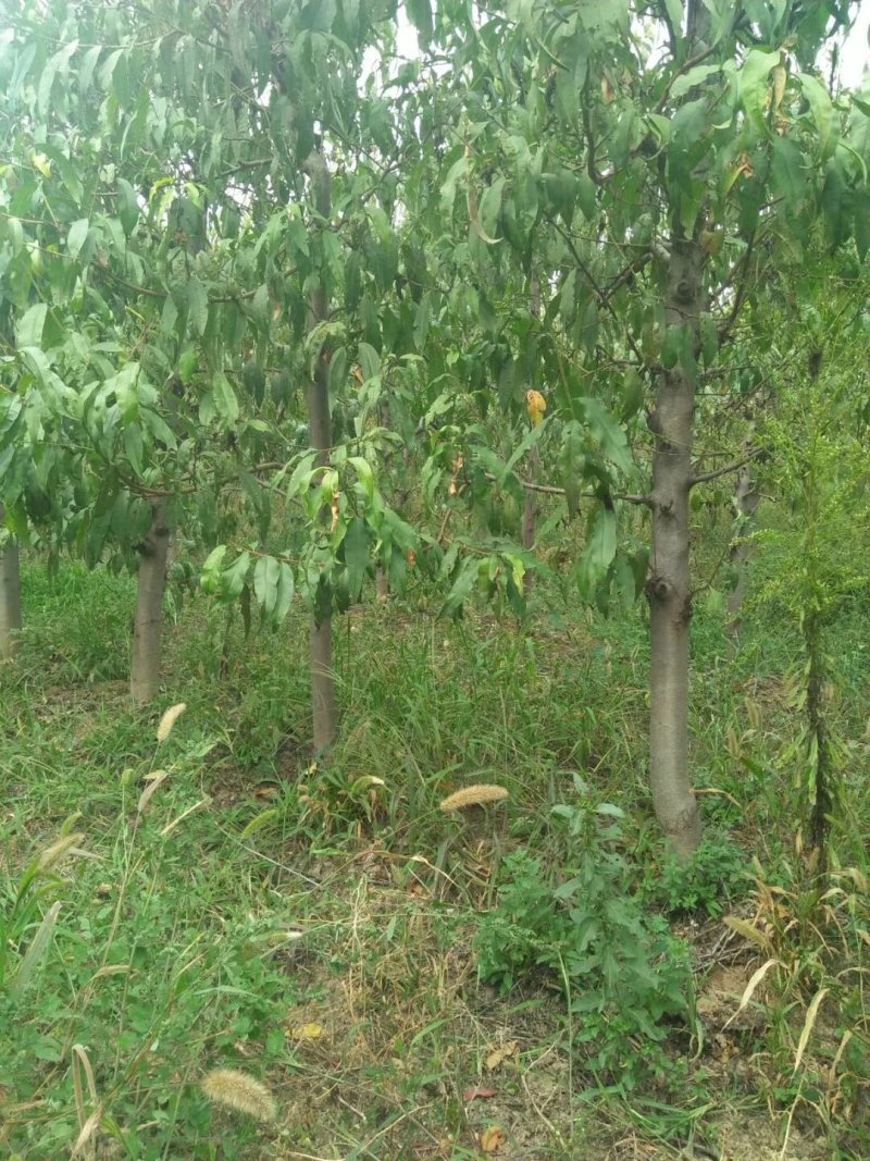 占地用桃树，苹果树，各种占地用树