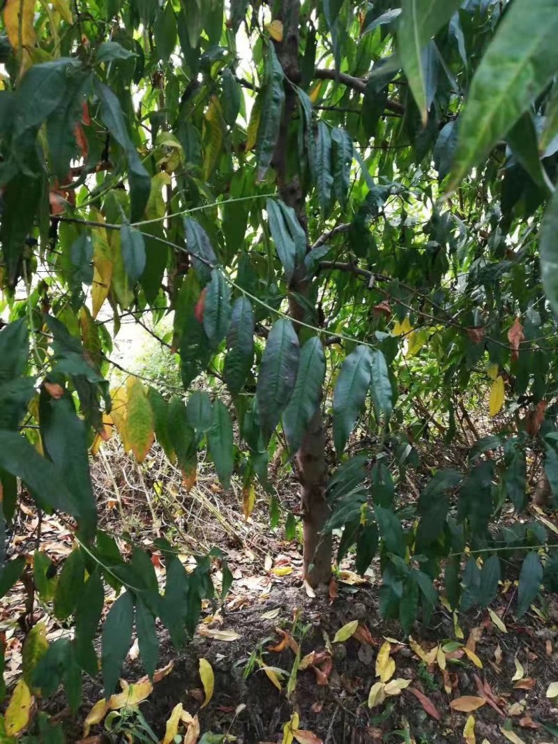 占地用桃树，苹果树，各种占地用树