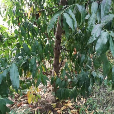 占地用桃树，苹果树，各种占地用树