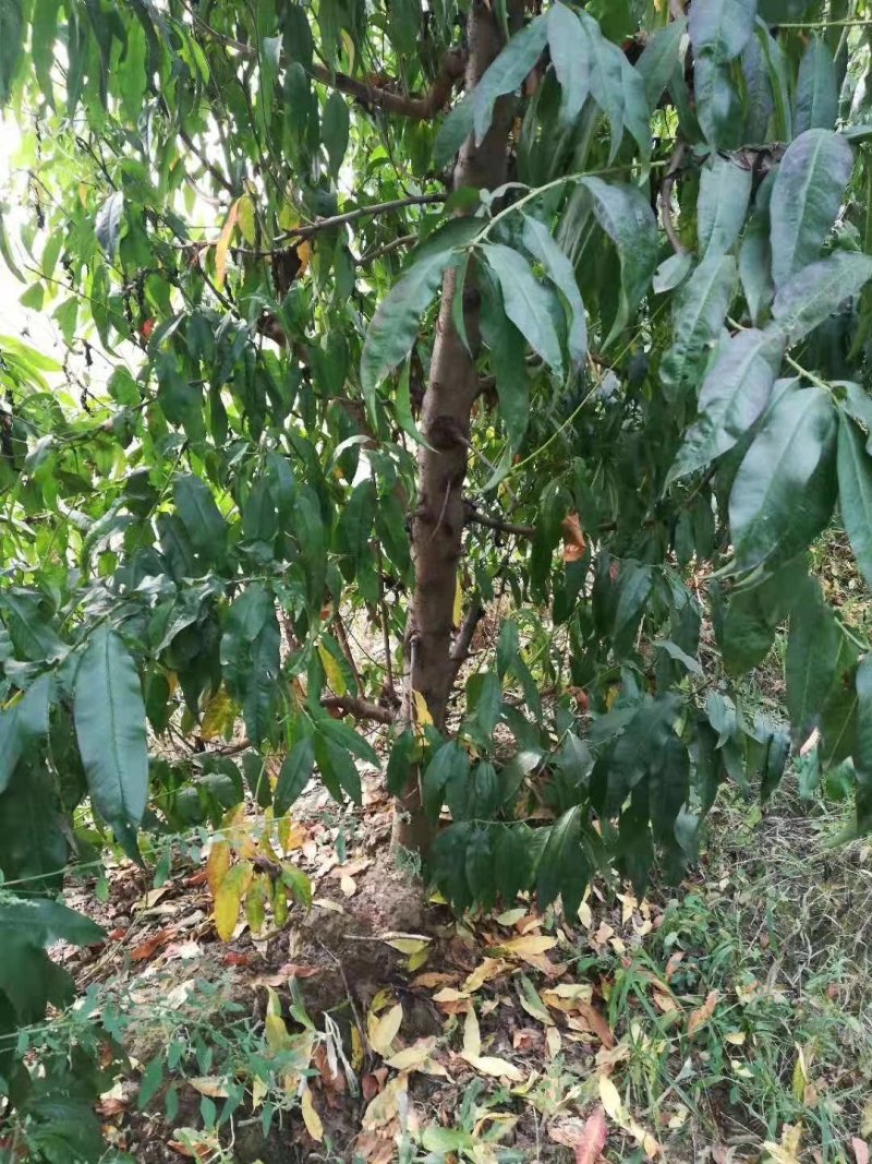 占地用桃树，苹果树，各种占地用树